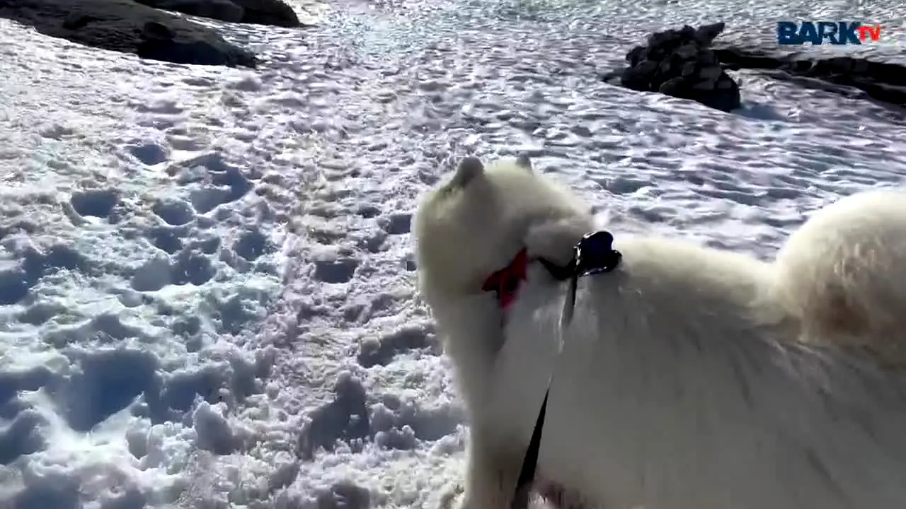 Bark TV live