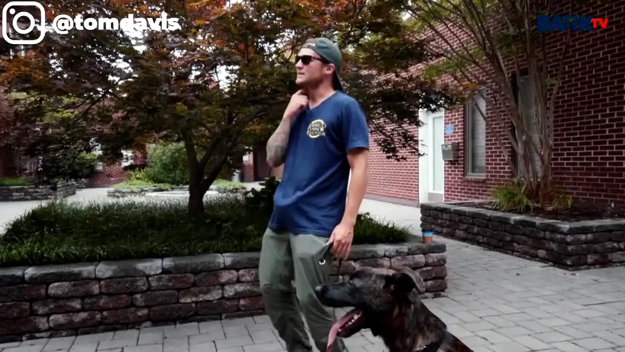 Bark TV live