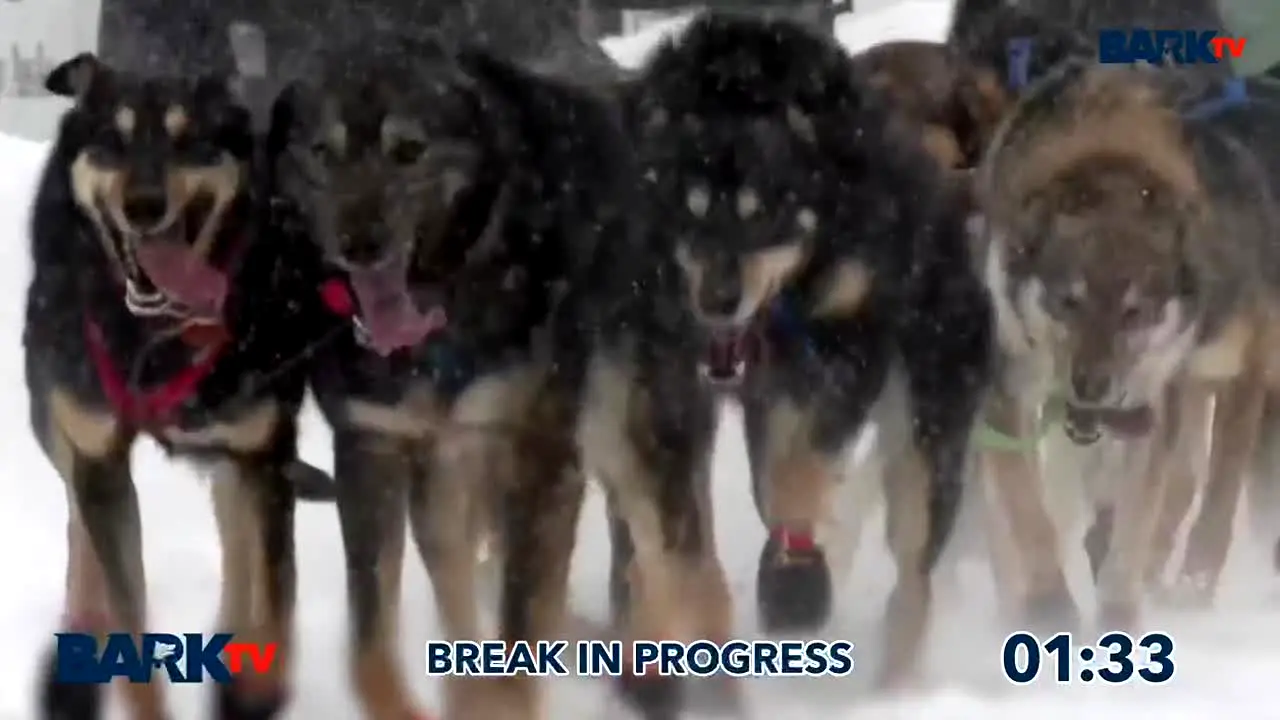Bark TV live