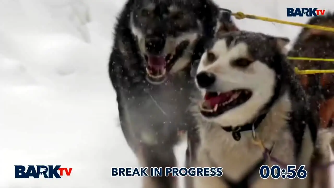 Bark TV en direct