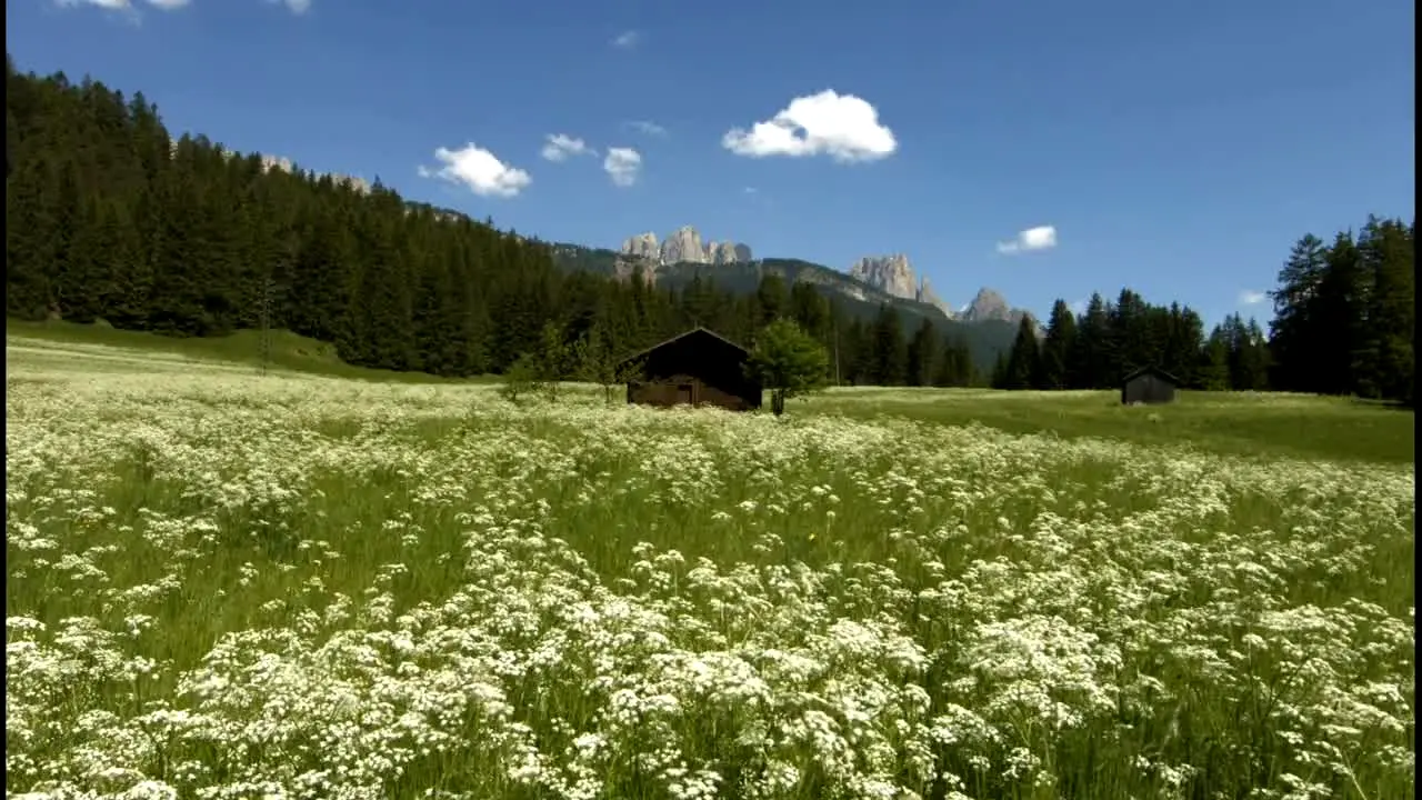 Stingray Naturescape — прямой эфир