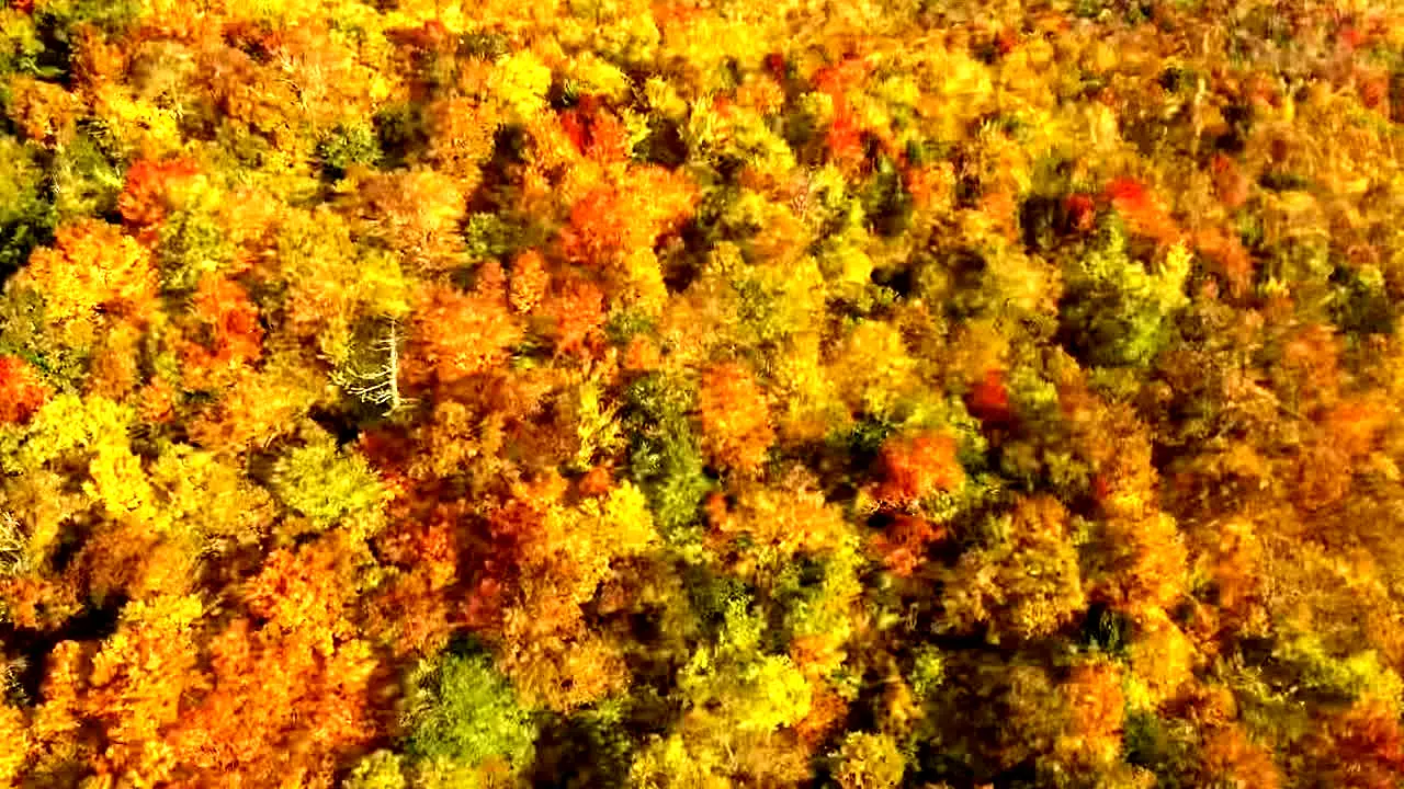Fall Vibes live