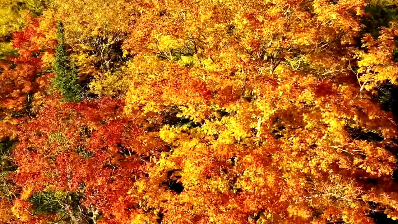 Fall Vibes in diretta