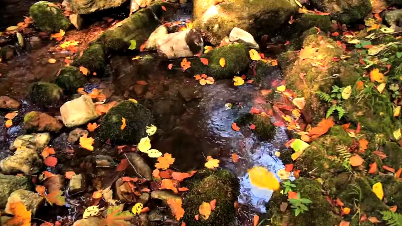 Fall Vibes en direct
