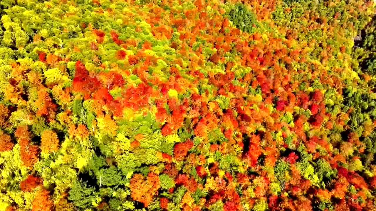 Fall Vibes — прямой эфир