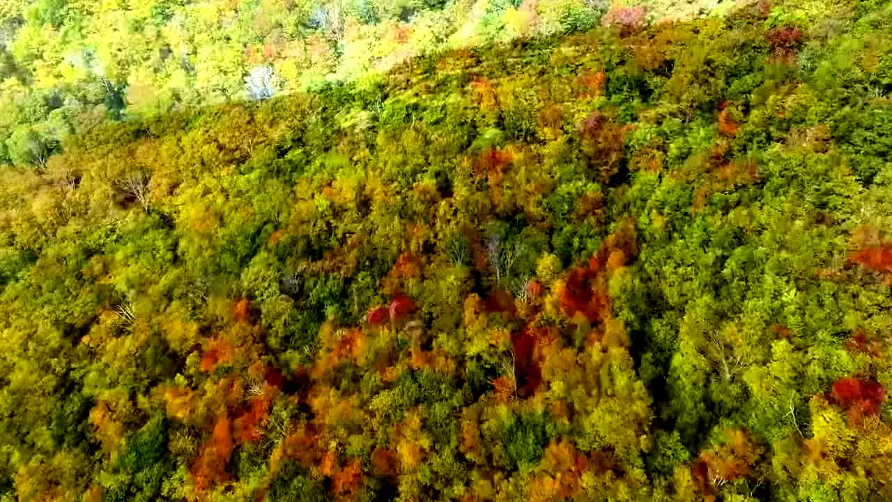 Fall Vibes live