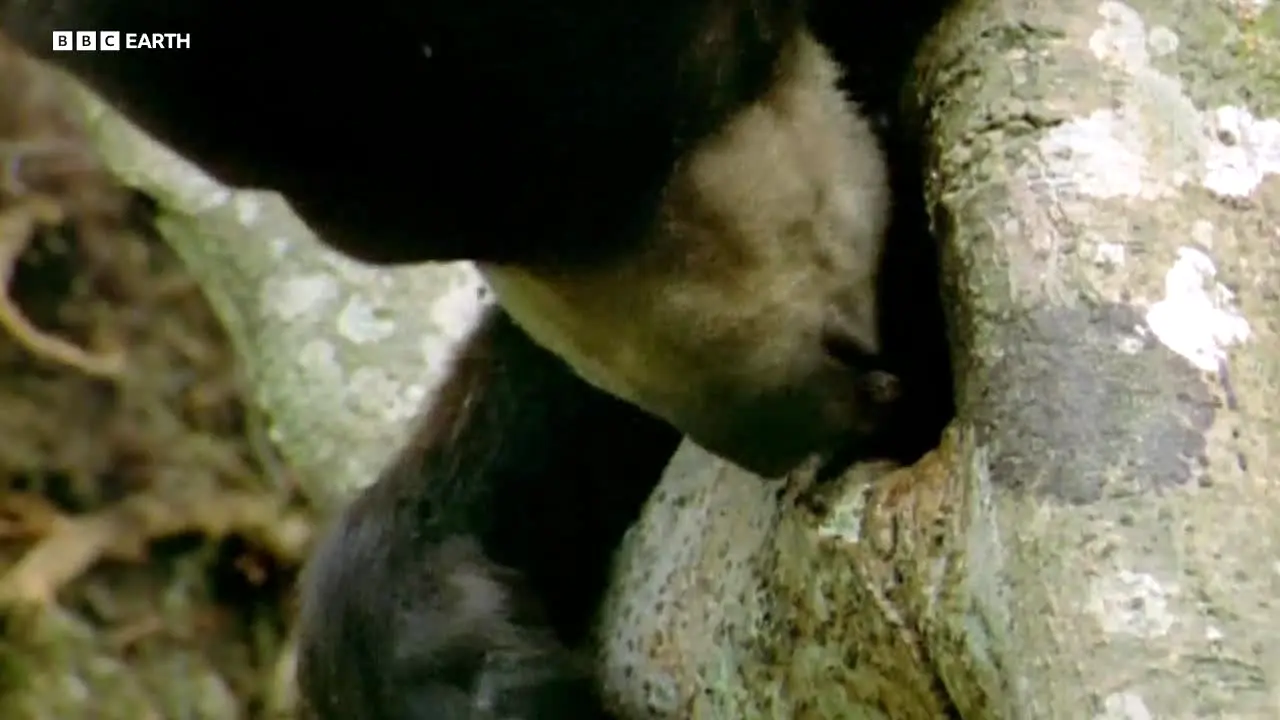 BBC Earth na żywo