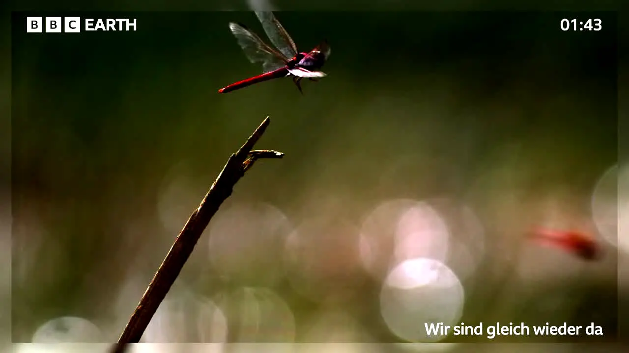 BBC Earth live