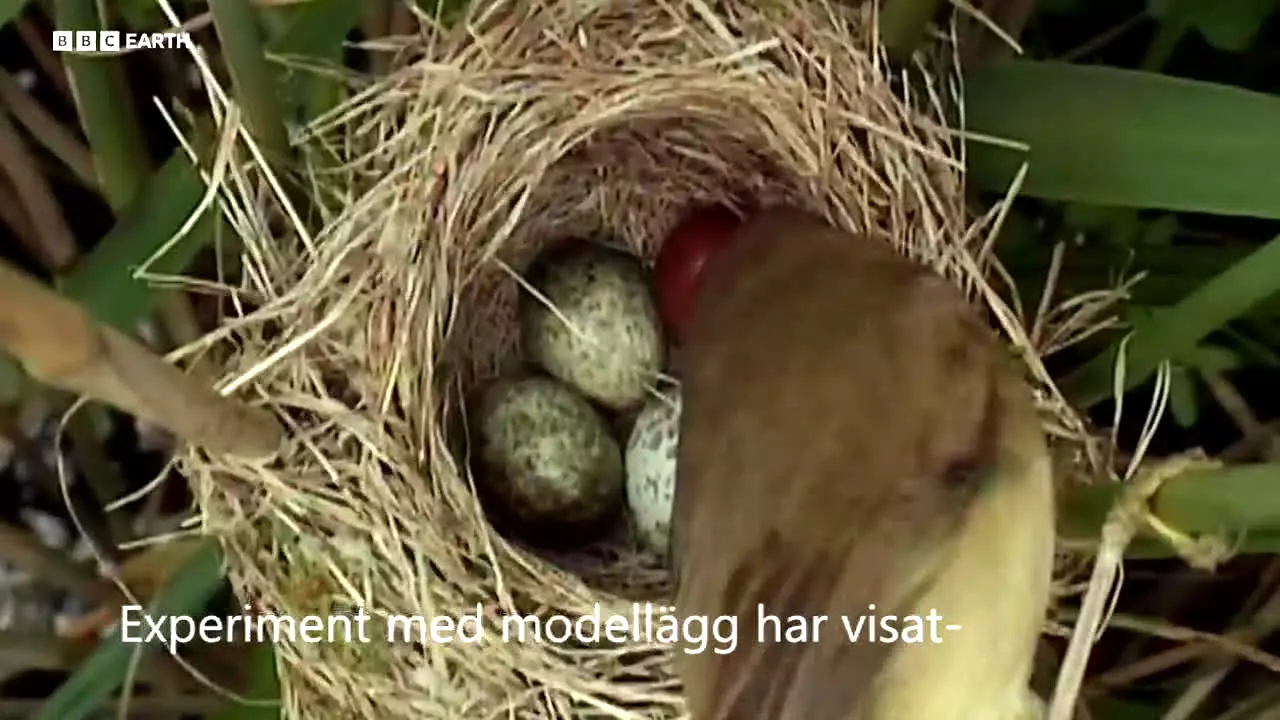 BBC Earth ao vivo