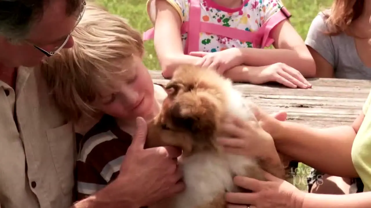 Love Pets en direct