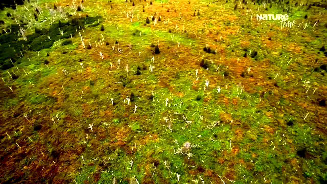 NatureTime na żywo