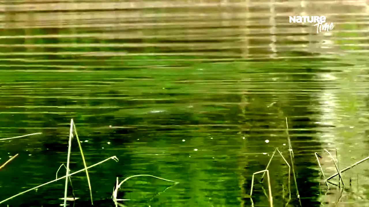 NatureTime en direct