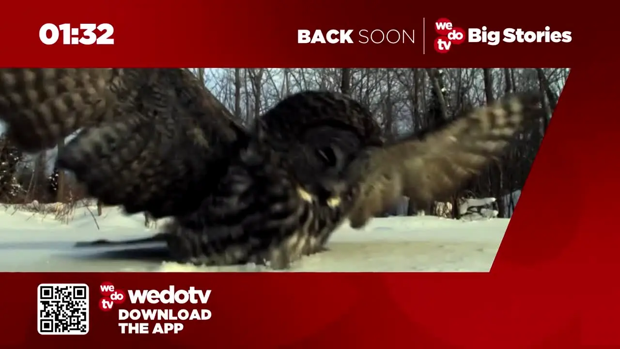 wedotv Big Stories live