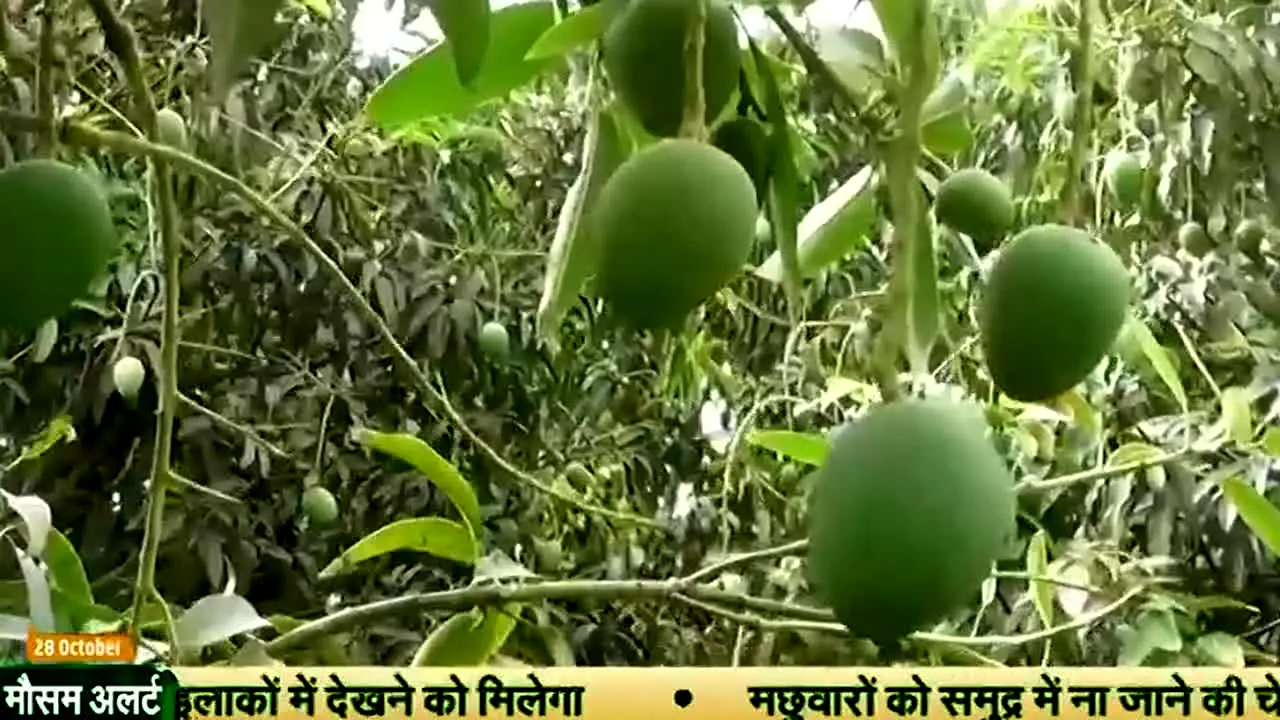 DD Kisan live
