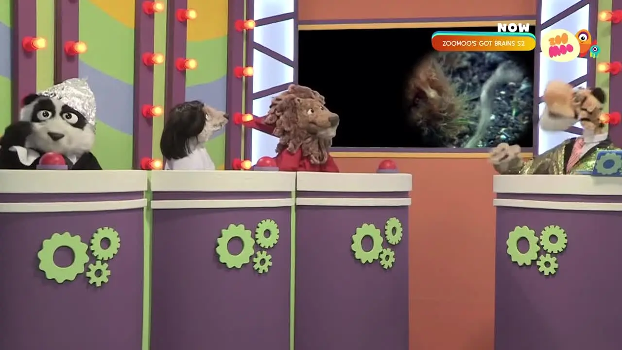 Zoo Moo live