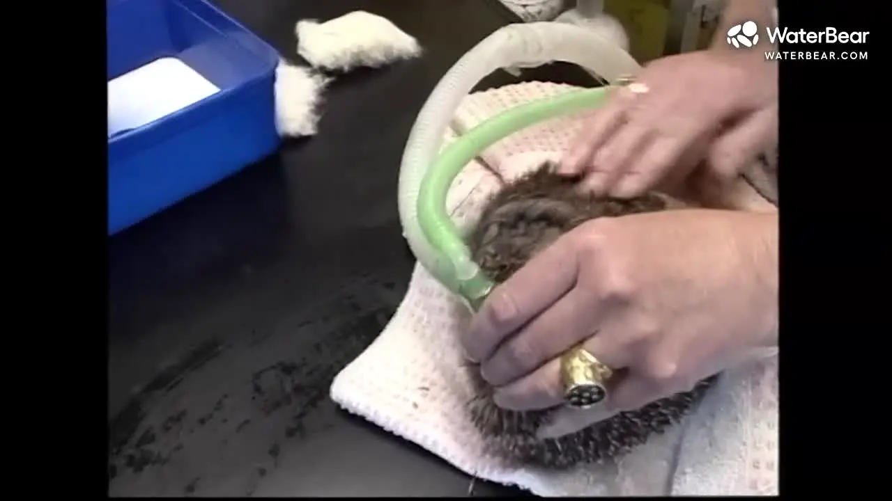 Waterbear na żywo