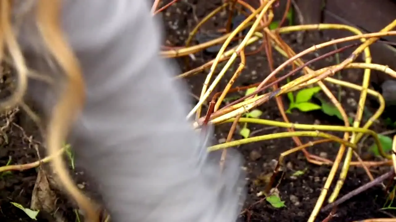 Garden Rescue live