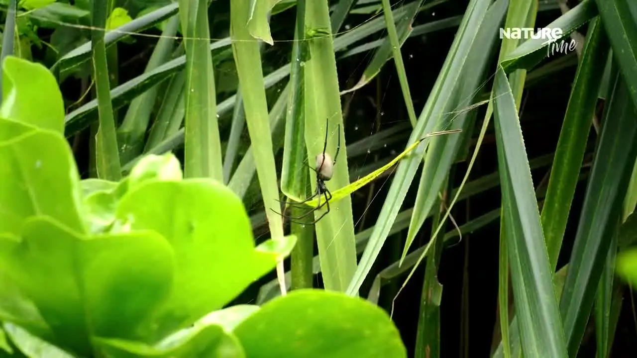 Nature Time ao vivo