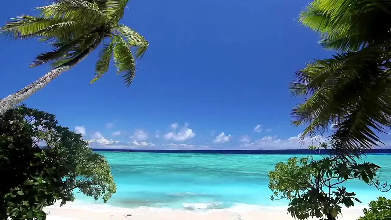 Island Vibes live