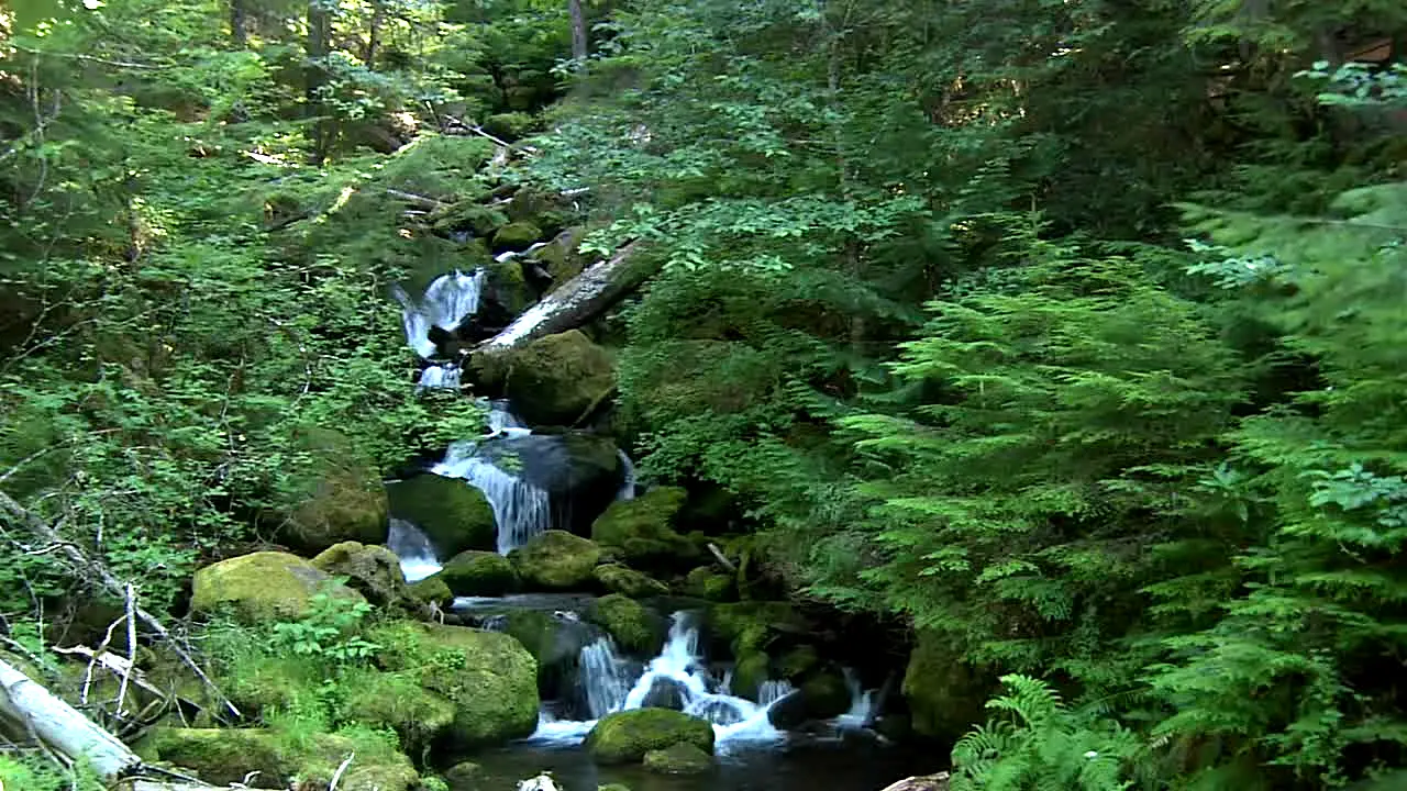 NatureVision live
