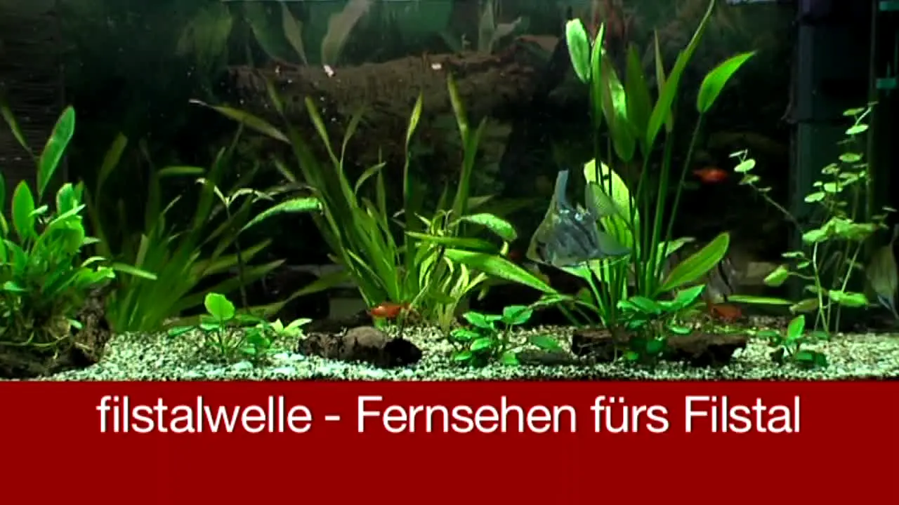 Filstalwelle in diretta