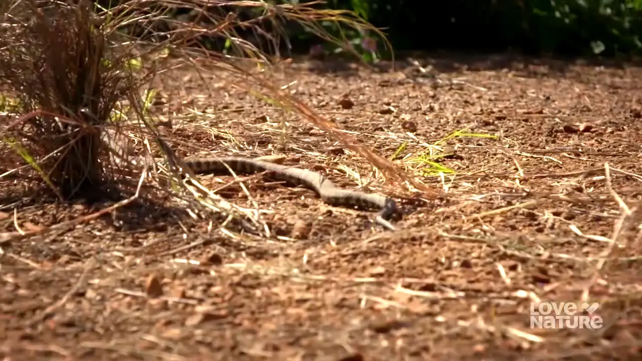 Love Nature in diretta