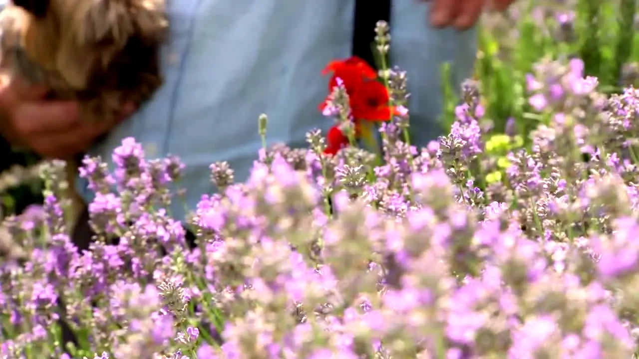 Gardeners' World live