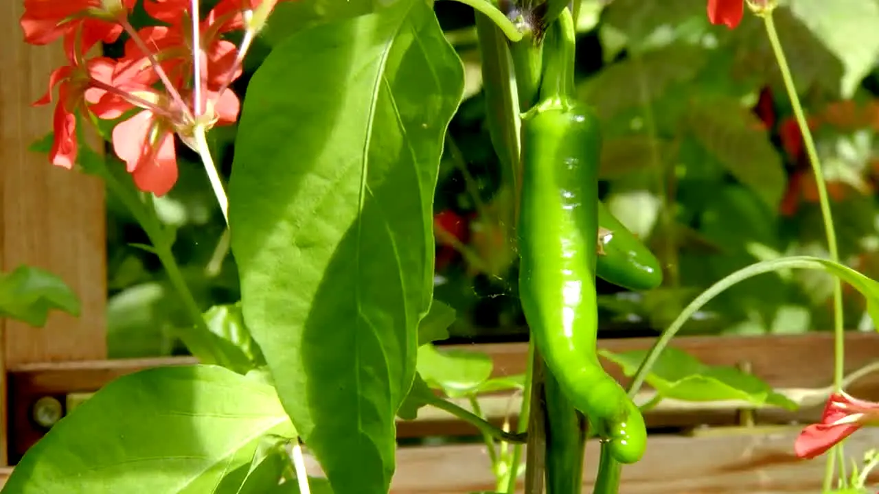 Gardeners' World in diretta