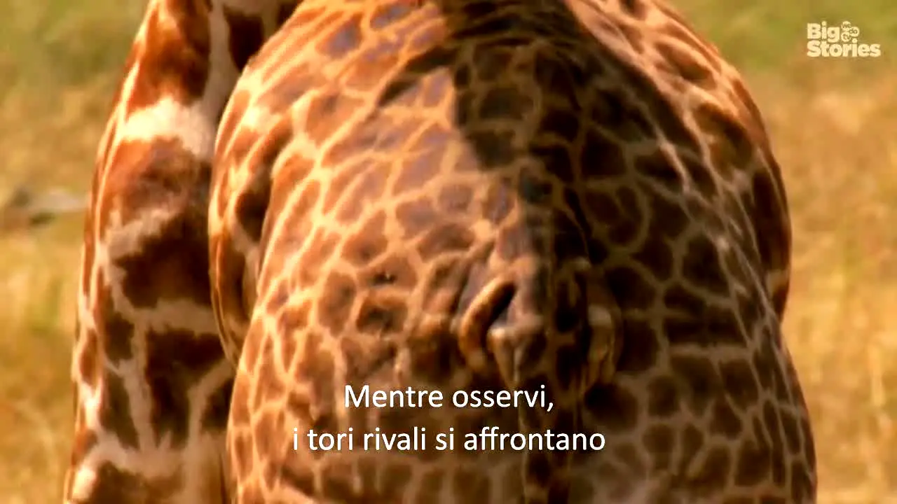 wedotv Big Stories [IT] live