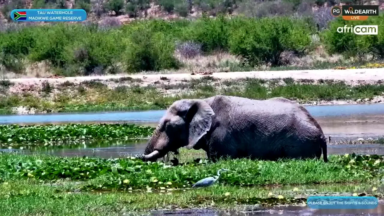 WildEarth live