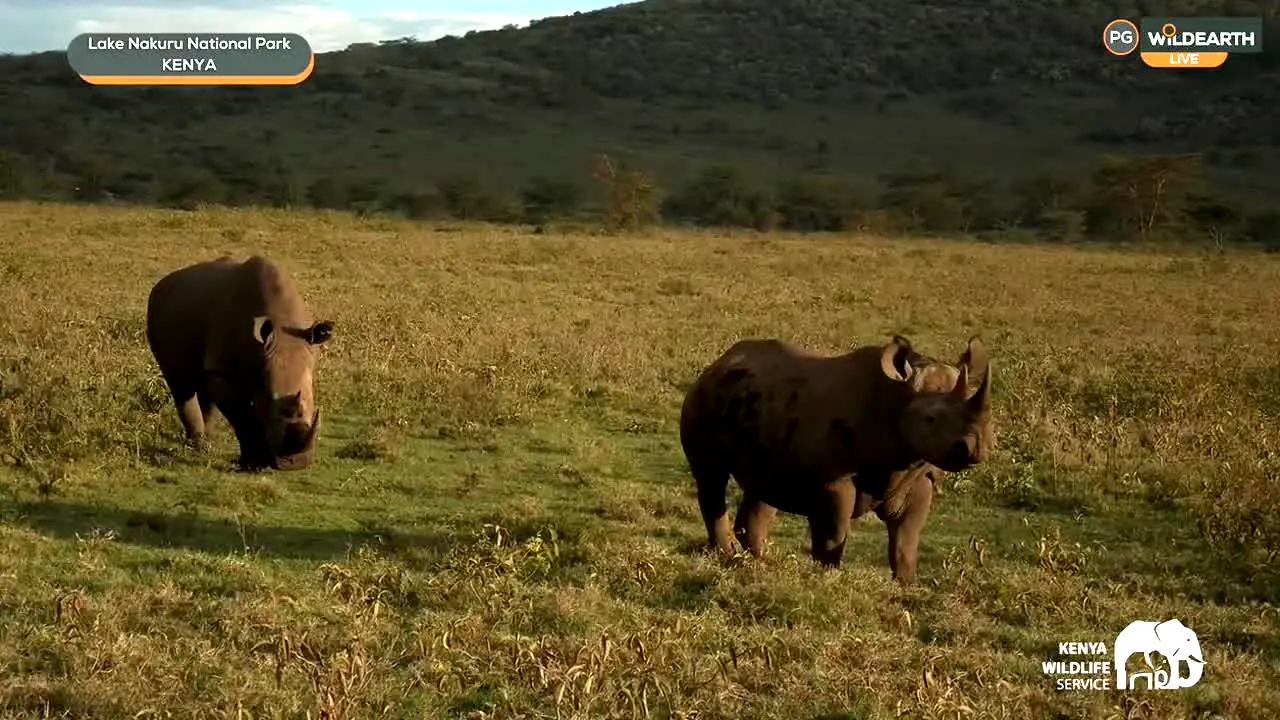 WildEarth in diretta