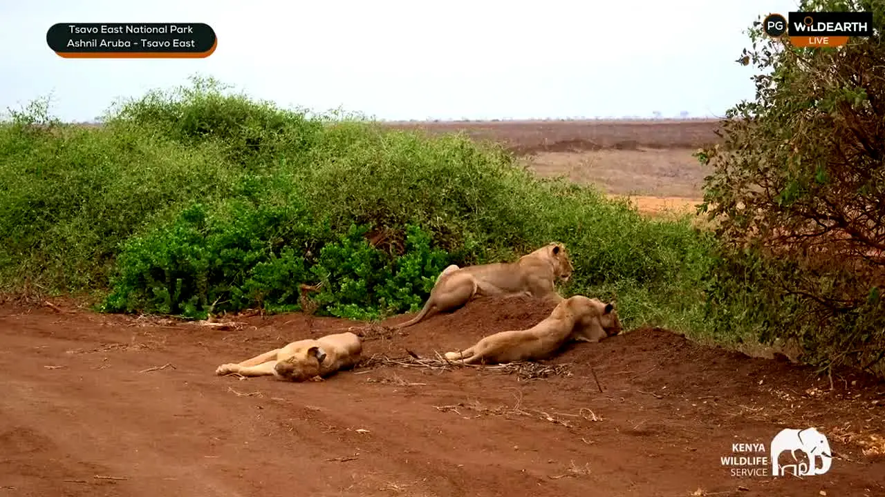 WildEarth live