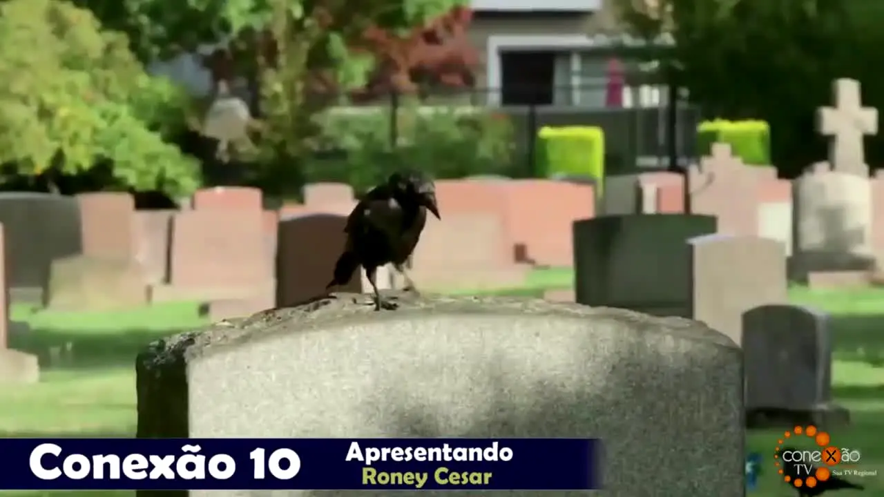 Conexao TV en vivo
