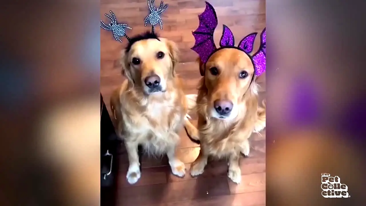 The Pet Collective live