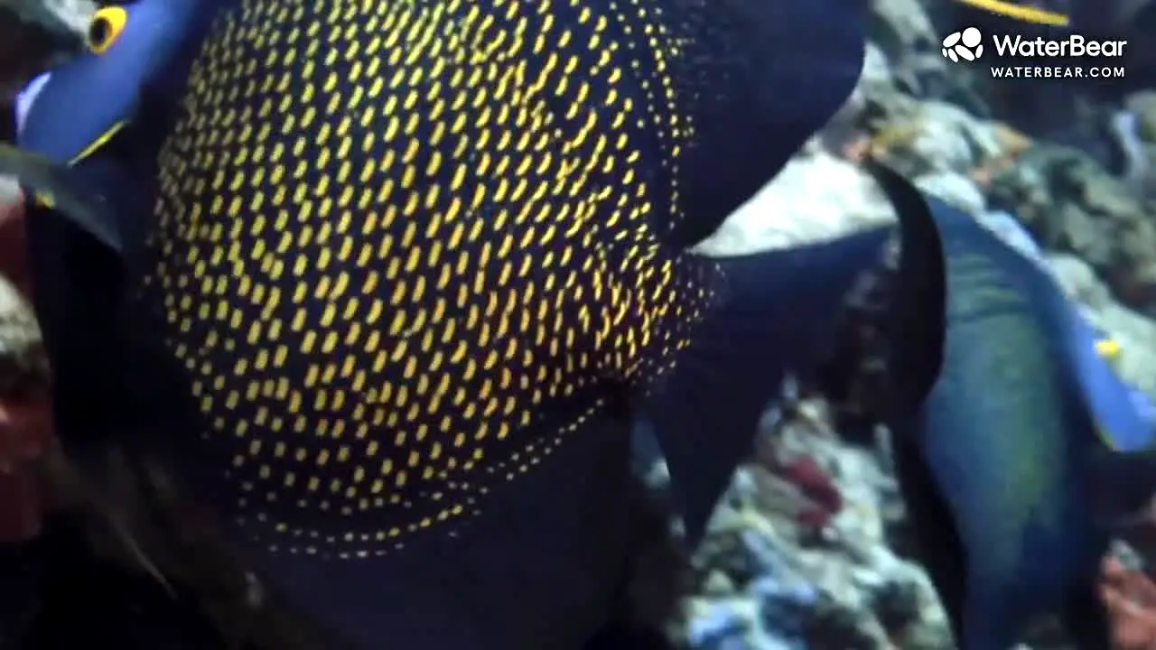 Waterbear live
