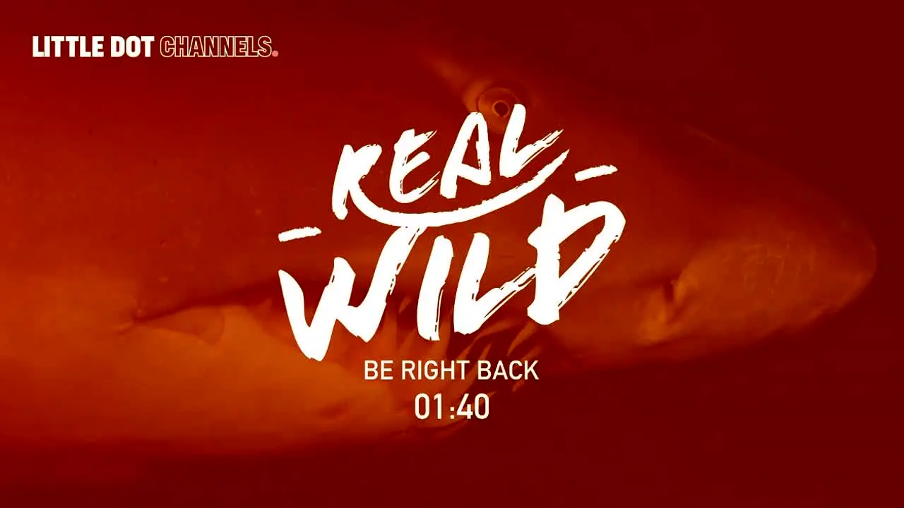Real Wild ao vivo