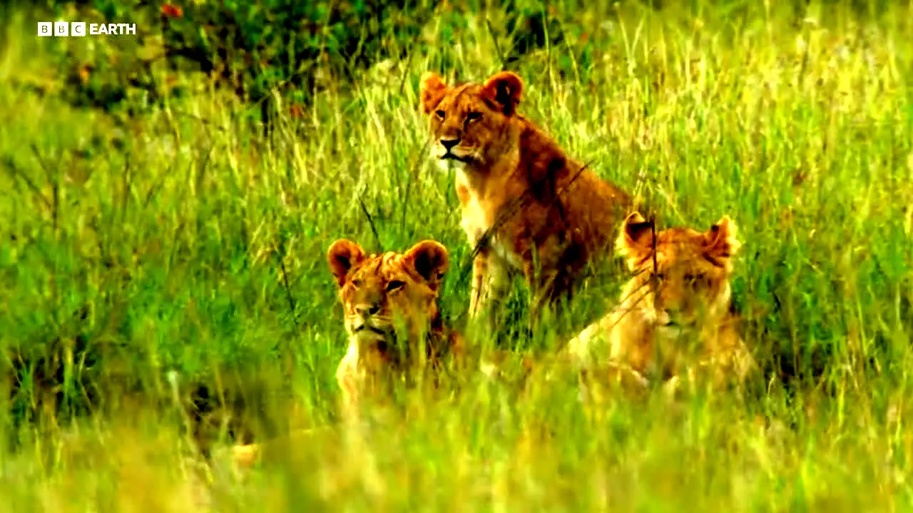 BBC Earth in diretta