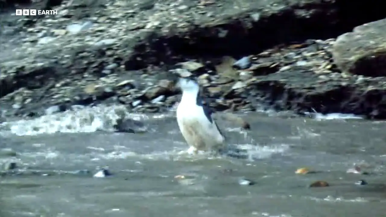 BBC Earth live