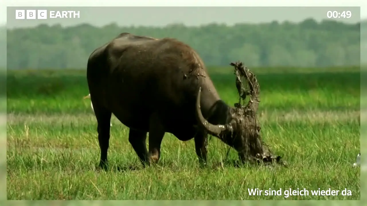 BBC Earth live