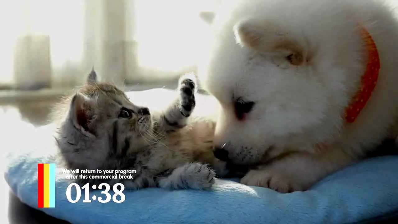 Love Pets in diretta