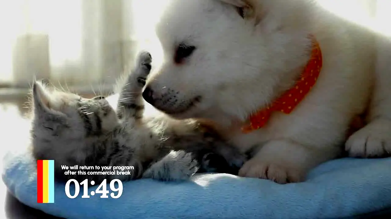 Love Pets live