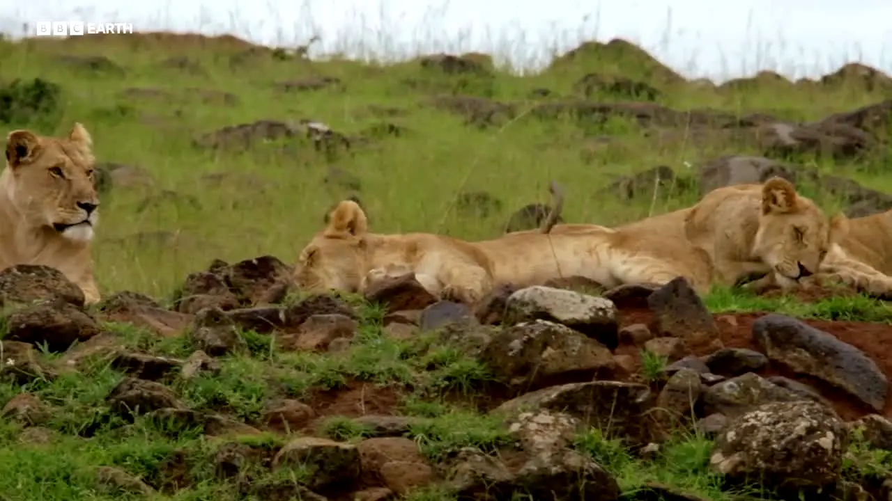 BBC Earth live