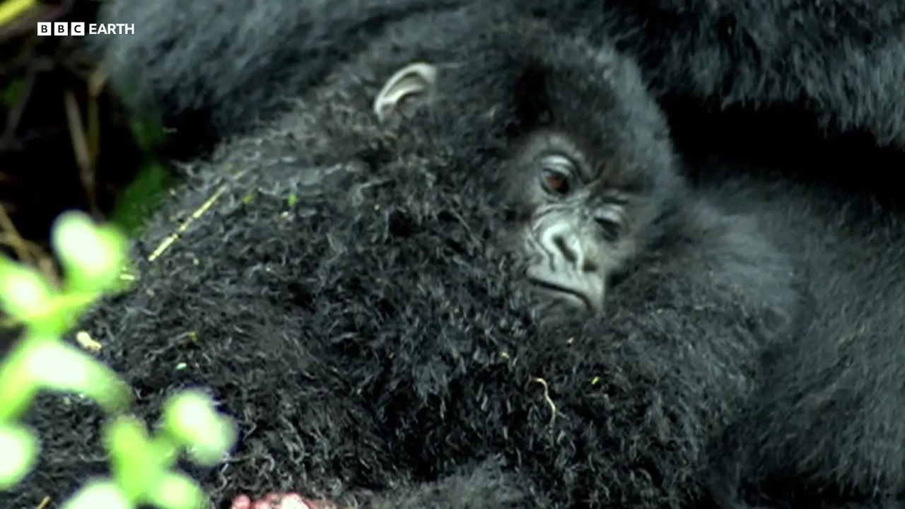 BBC Earth na żywo