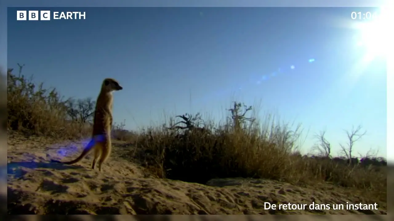 BBC Earth live