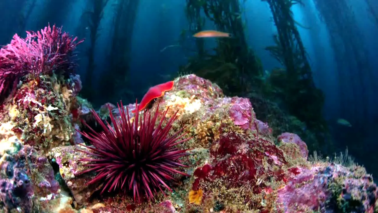 Ocean Vibes in diretta
