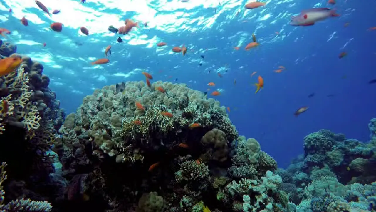 Ocean Vibes en direct