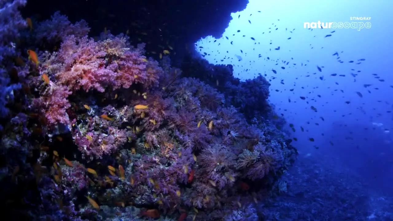 Stingray Naturescape na żywo