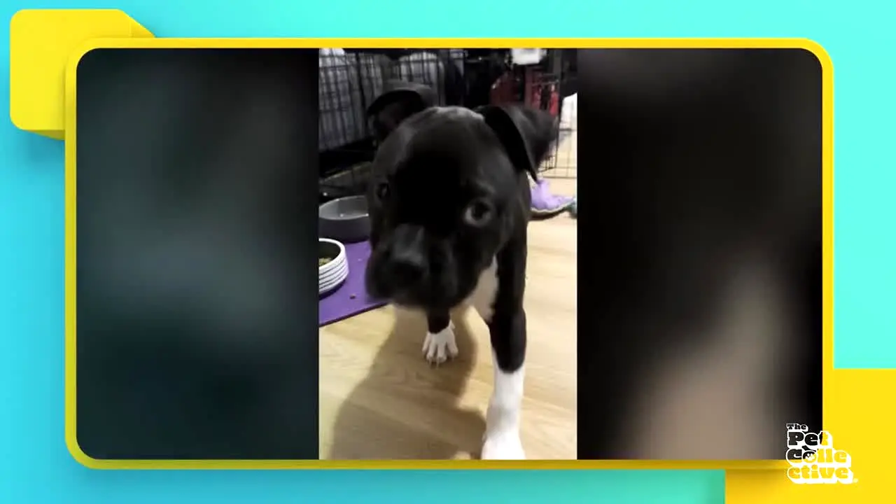The Pet Collective live