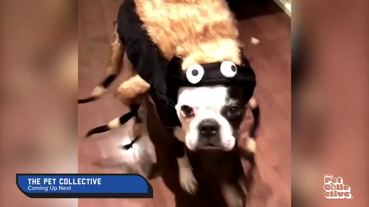 The Pet Collective live