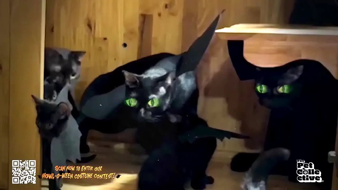 The Pet Collective live